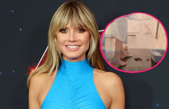 Geht das zu weit? Heidi Klum zeigt Kot ihrer Hunde im Netz
