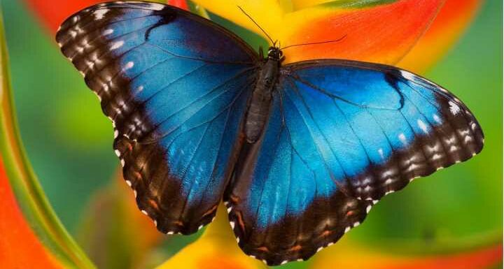 Persönlichkeitstest: Welchen Schmetterling Sie hier auswählen, offenbart den Kern Ihrer Seele