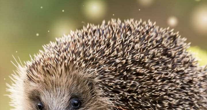 Den Garten zur Igel-Oase machen